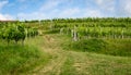 View of famous wine region Goriska Brda hills in Slovenia Royalty Free Stock Photo